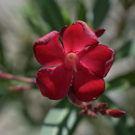 Palmengarten Finning Eksteriør billede